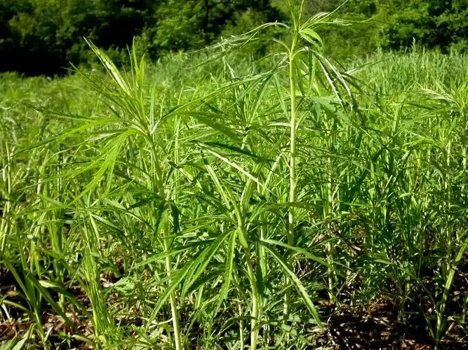 日月峡中草药水蒿柳蒿芽