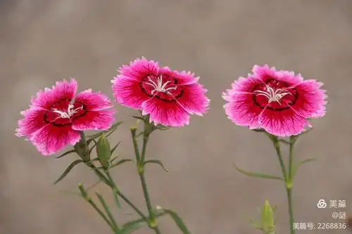人民大街石竹花盛开
