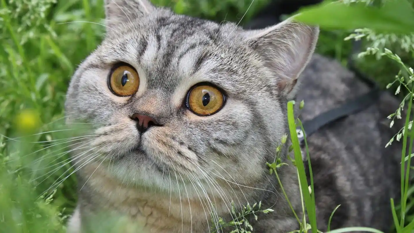 可爱小猫咪图片桌面壁纸高清大图预览1920x1200_动物壁纸下载_美桌网