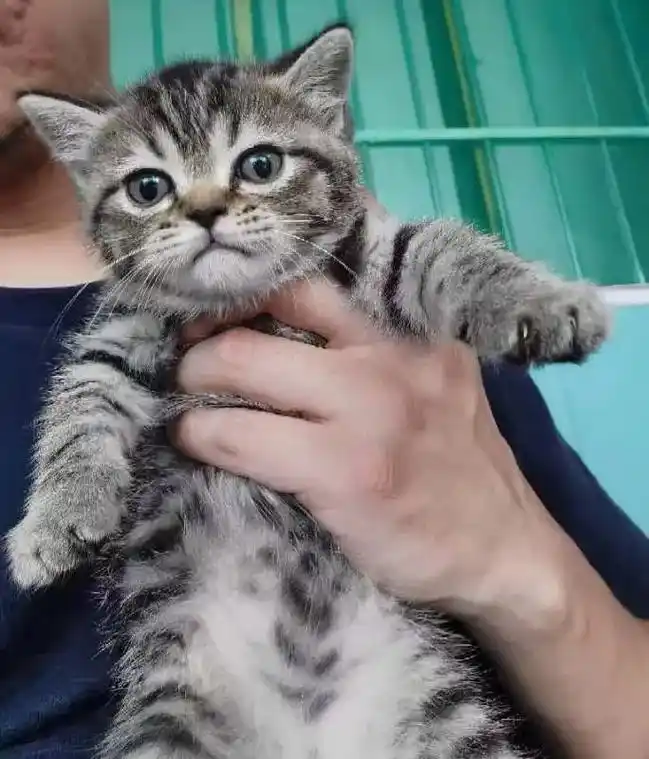英短蓝猫虎斑的崽    是自家老猫繁 - 抖音