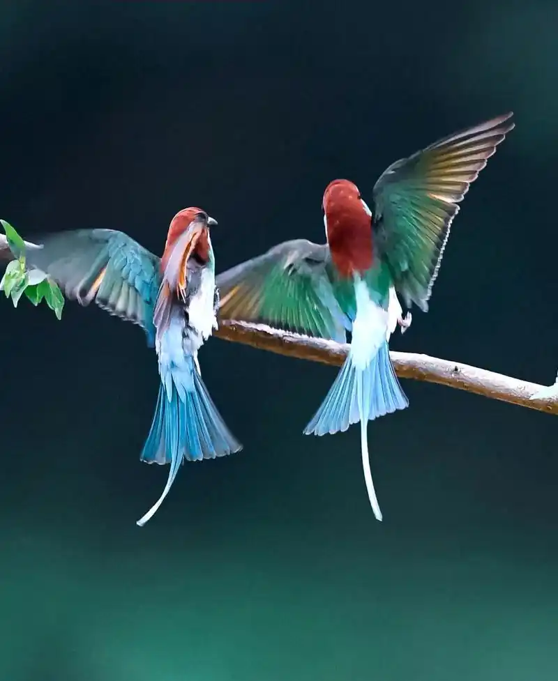 中国最美的小鸟,蓝喉蜂虎 #这份暖意想送你 #抖音好物年货节 - 抖音