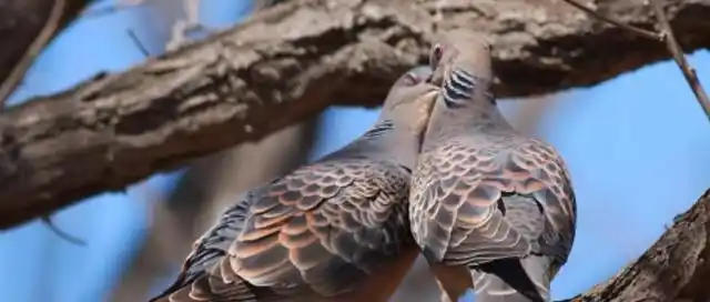 斑鸠怎么分公母最简单