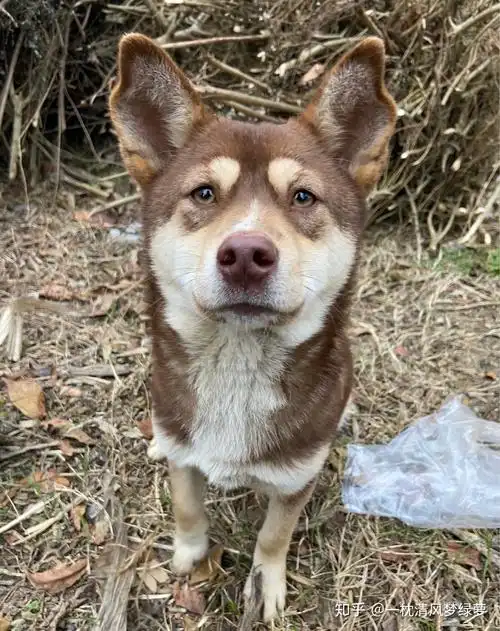 想看铁包金(俗称四眼)毛色的中华田园犬,大家可以发我看看吗? - 知乎