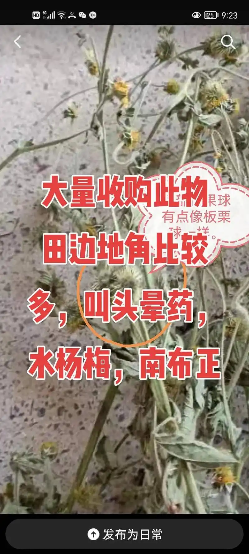 药材收购 #中药材 #药材收购商#草药 田边地脚比较多,贵 - 抖音