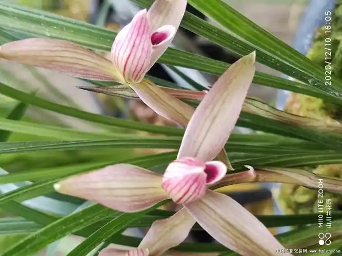 朵香新品如意红舌!-春兰篇-中国兰花交易网社区