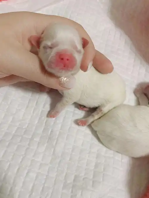 小马出生第一天马尔济斯