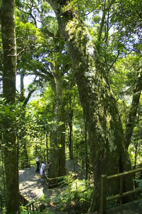 霸王岭国家森林公园位于海南昌江黎族自治县东南部,其主要山峰都在