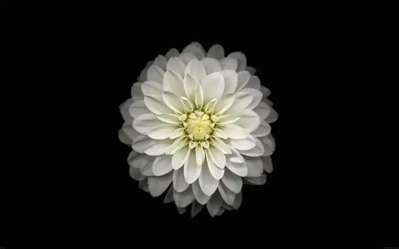 白色的花-apple ios 8 iphone 6 plus高清壁纸