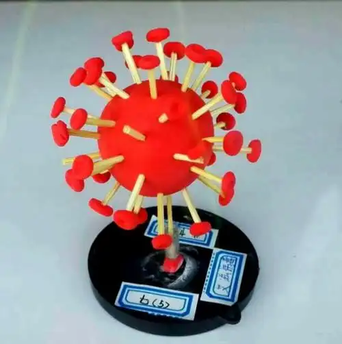 徐州市第三十一中学七年级 ------生物模型评比活动