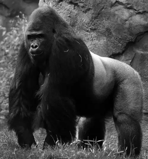 奇趣的"金刚"座椅-大猩猩和香蕉