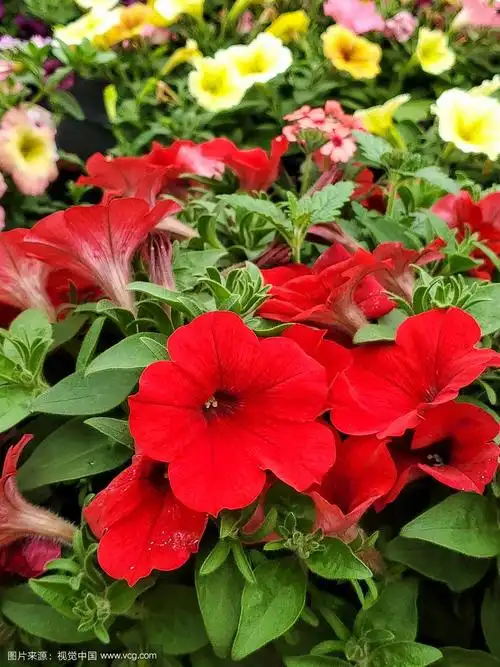 花坛上的鲜红色矮牵牛花