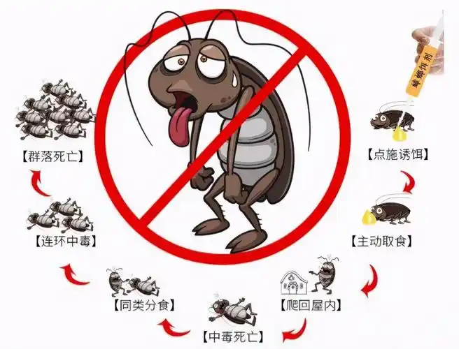 蟑螂生命力有多顽强蟑螂的生命力有多顽强