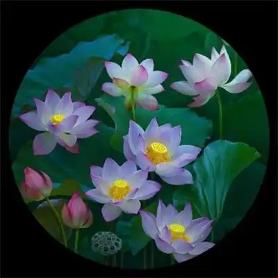 真实自然风景头像花草高清优美花草图片大全