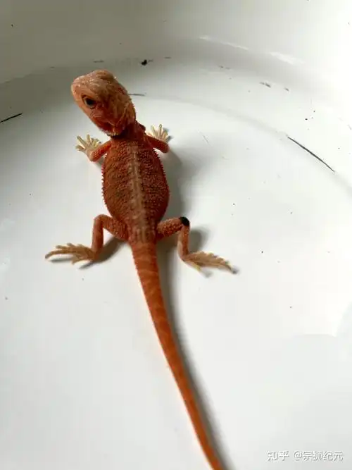 鬃狮蜥~ - 知乎