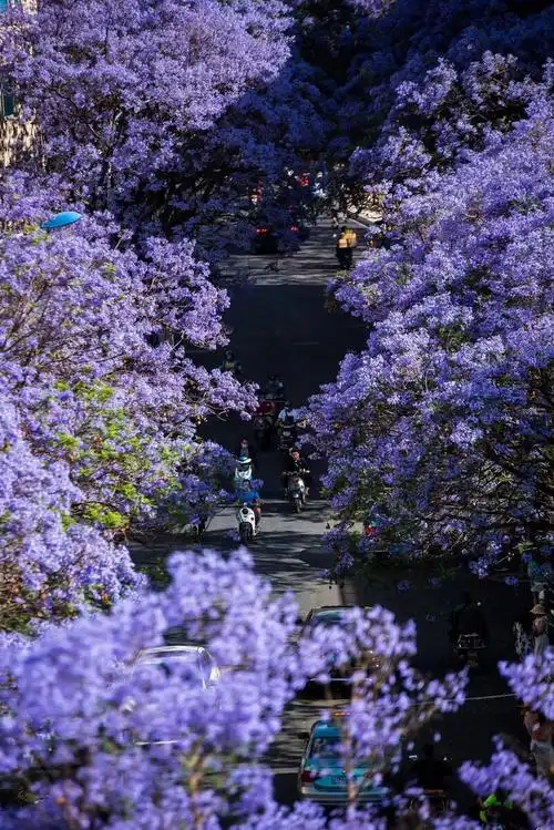 昆明最美蓝花楹 - 南巷无酒肆 - 图虫