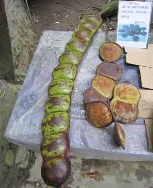 世界最大的豆子别号过江龙常被做成辟邪饰品我国有出产