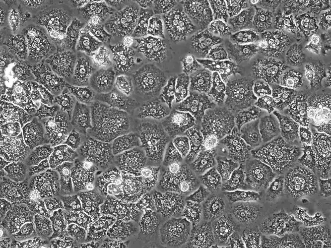小鼠肝实质细胞