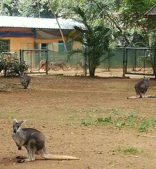 今天去了南宁动物园,多少年没进动物园了,趁着这两天没事,又进了一次