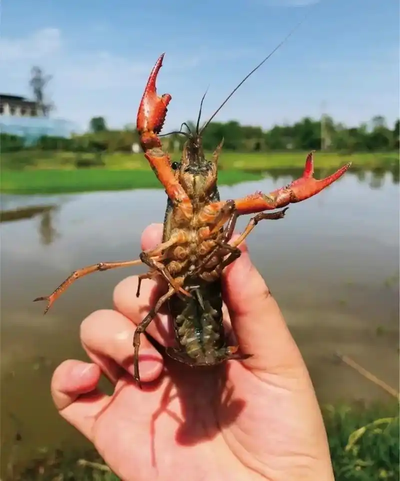 吃龙虾的季节到了02  湖北小龙虾一手货源,包邮直发, 鲜活 - 抖音