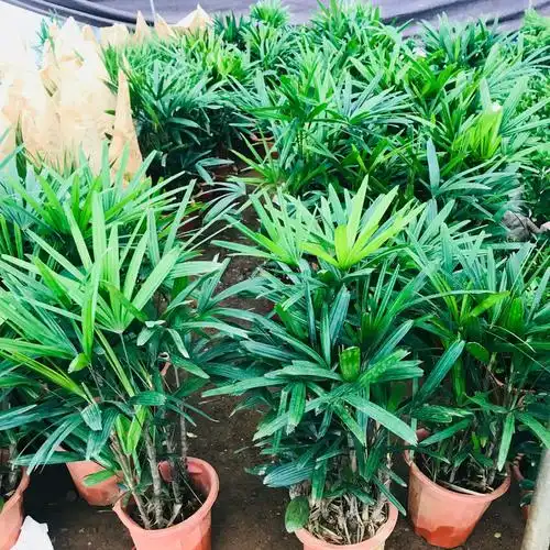 轻奢是否跨境出口专供货源否规格棕竹植物品种棕竹干湿习性中性光照