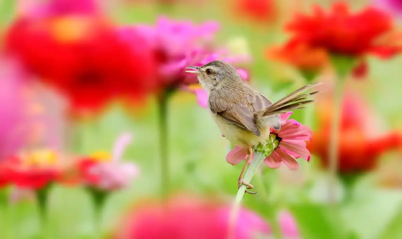 秋日花鸟图~纯色山鹪莺.#野生鸟类摄影 #爱护大自然保护野生 - 抖音
