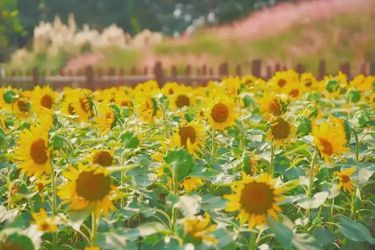 阳光照在慵懒的午后