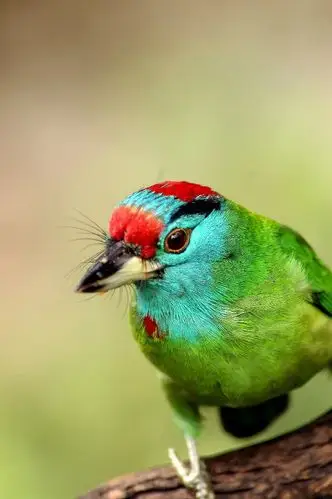 02 图片_百度百科