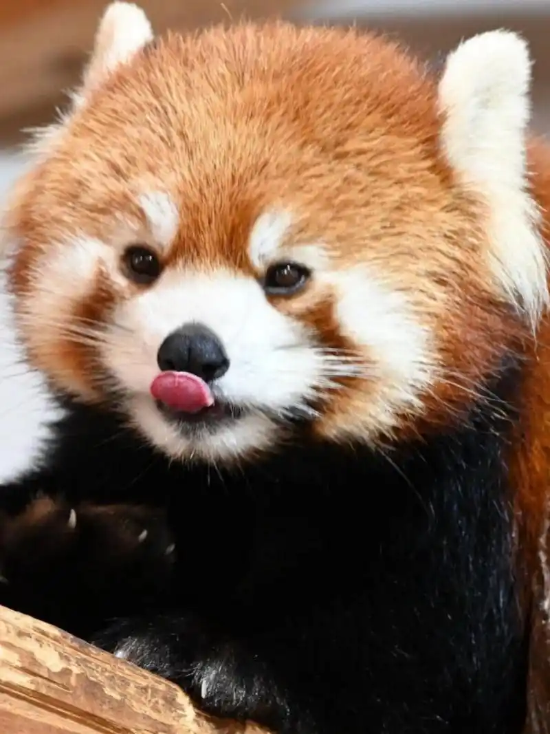 小熊猫系列表情包欣赏  能:今天周六,但还得营业,不开心,不快乐,摆个