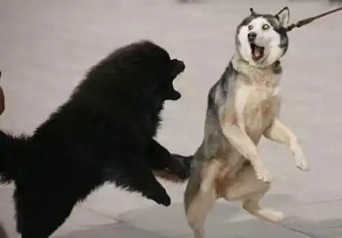 抖音出来单挑啊哈士奇视频无水印gif下载-出来单挑啊哈士奇视频表情包