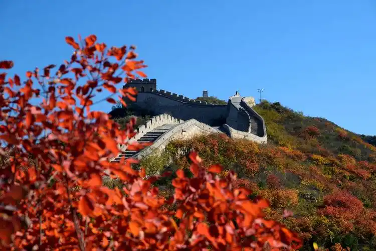 长城脚下的红叶