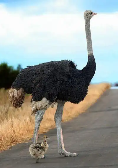 ostrich and baby; only ~2 years to reach this size difference!
