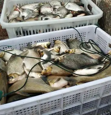 武昌鱼食用活鱼2530cm