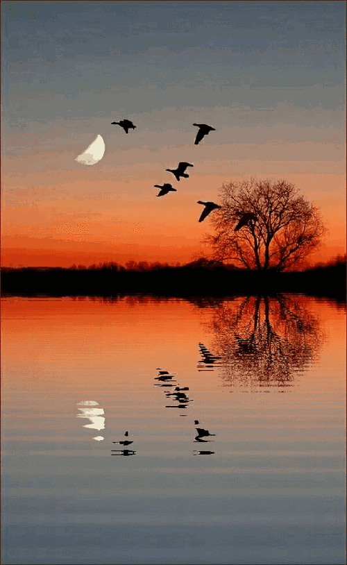 531_864竖版 竖屏gif 动态图 动图