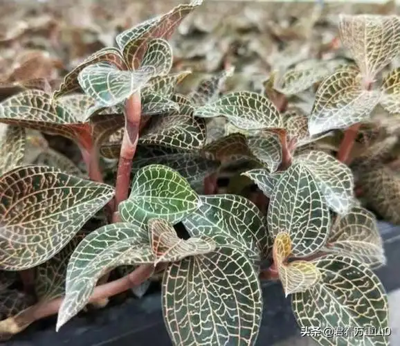 最贵的中药材一斤40万 致富经一亩地赚60万 摇钱树