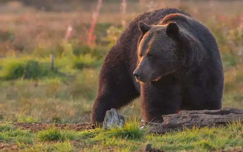 熊,阳光,草 壁纸
