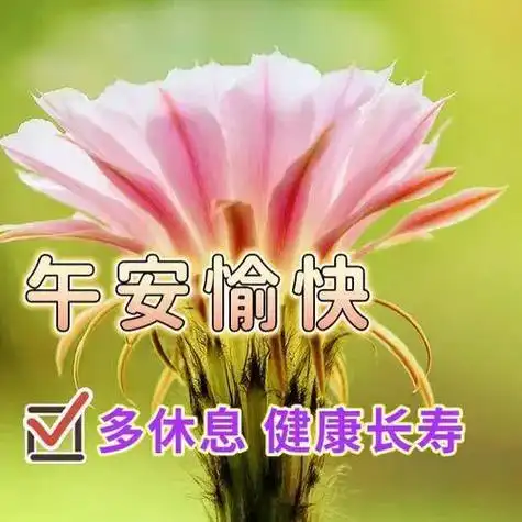 中午好图片大全午安心语午安图片