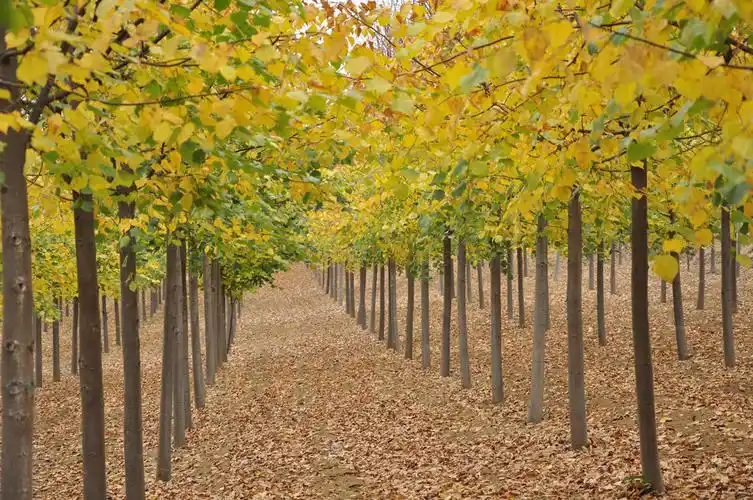 椴树—世界五大行道树之一