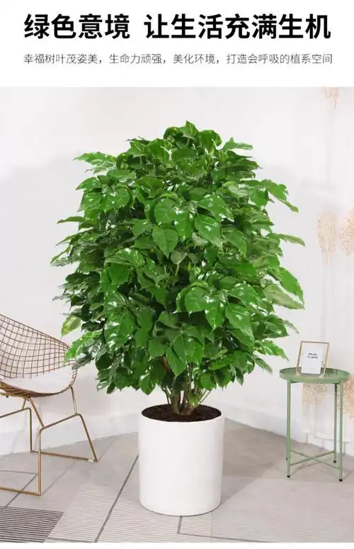 客厅大盆栽四季常青新家吸甲醛净化空气好养大绿植绿宝植物y7 从生