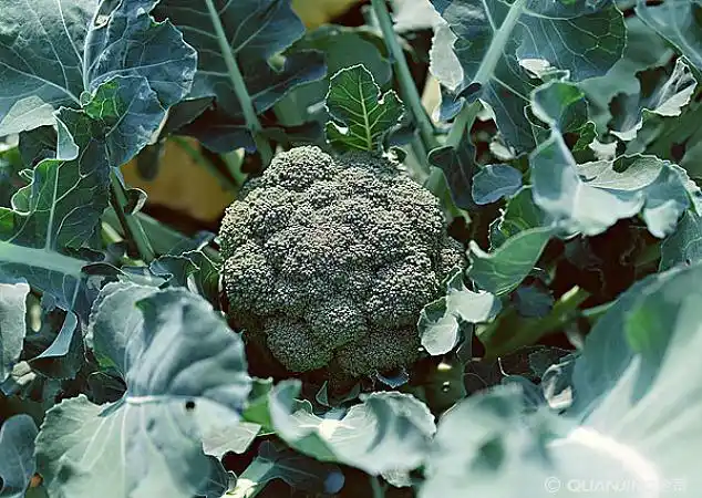 花椰菜图片_图片大全