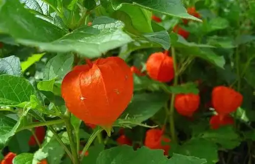 锦灯笼提取物 10:1 灯笼果 酸浆提取物 现货包邮