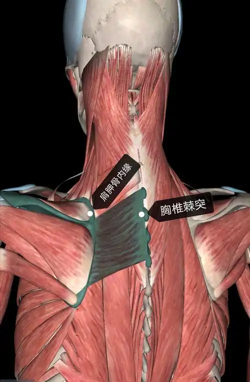 专科查体:左侧肩胛骨内侧骨缘压痛,左侧t2—6棘突旁压痛.