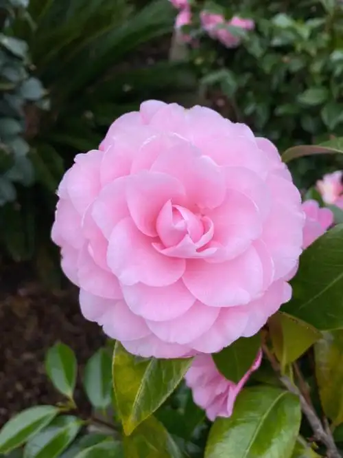 层层叠叠粉粉嫩嫩的山茶花