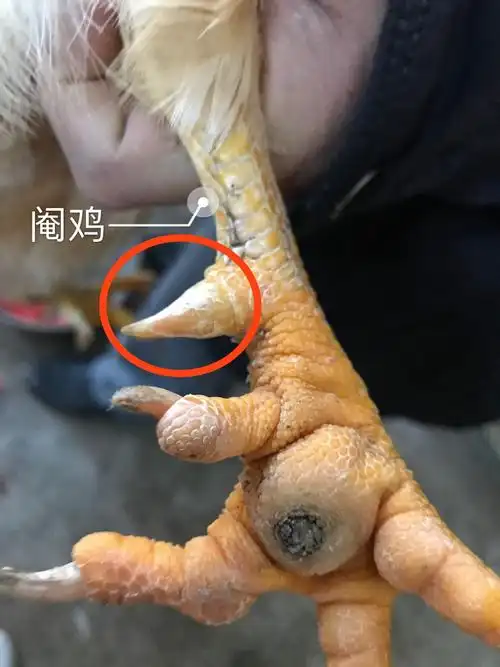 原生态散养鸡鸭