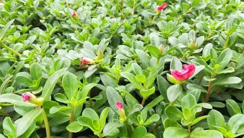 写美篇马  齿  苋  (马齿苋科马齿苋属植物) 【 马齿苋】 (学名