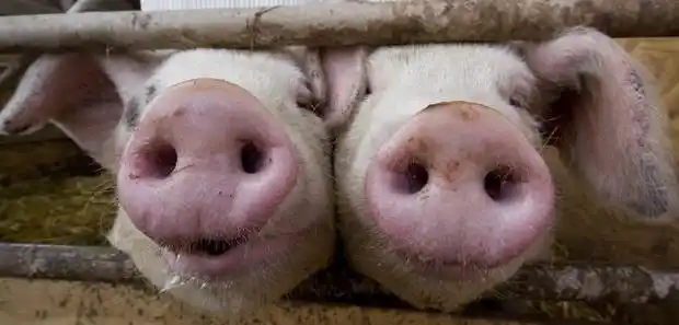 猪鼻子表情怎么打出来_360问答