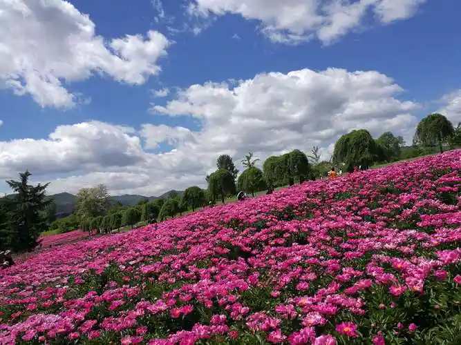 相约芍药花海
