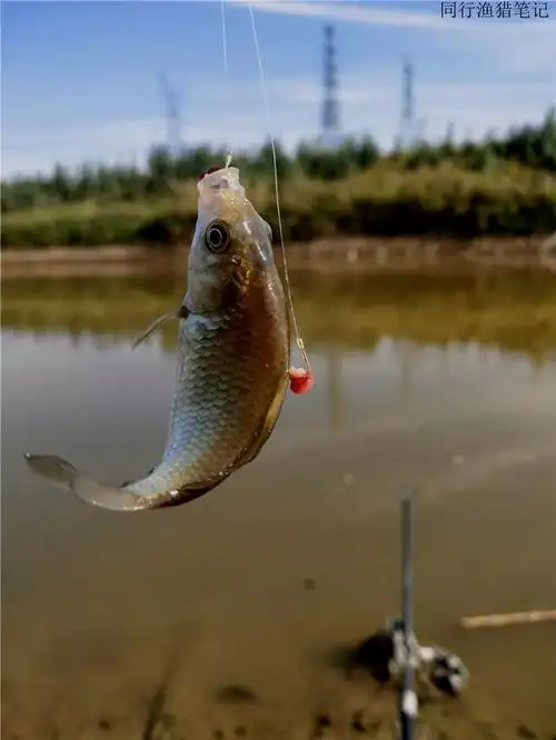 9.25 钓鱼笔记:灵机一动,野鲤上钩_大鱼