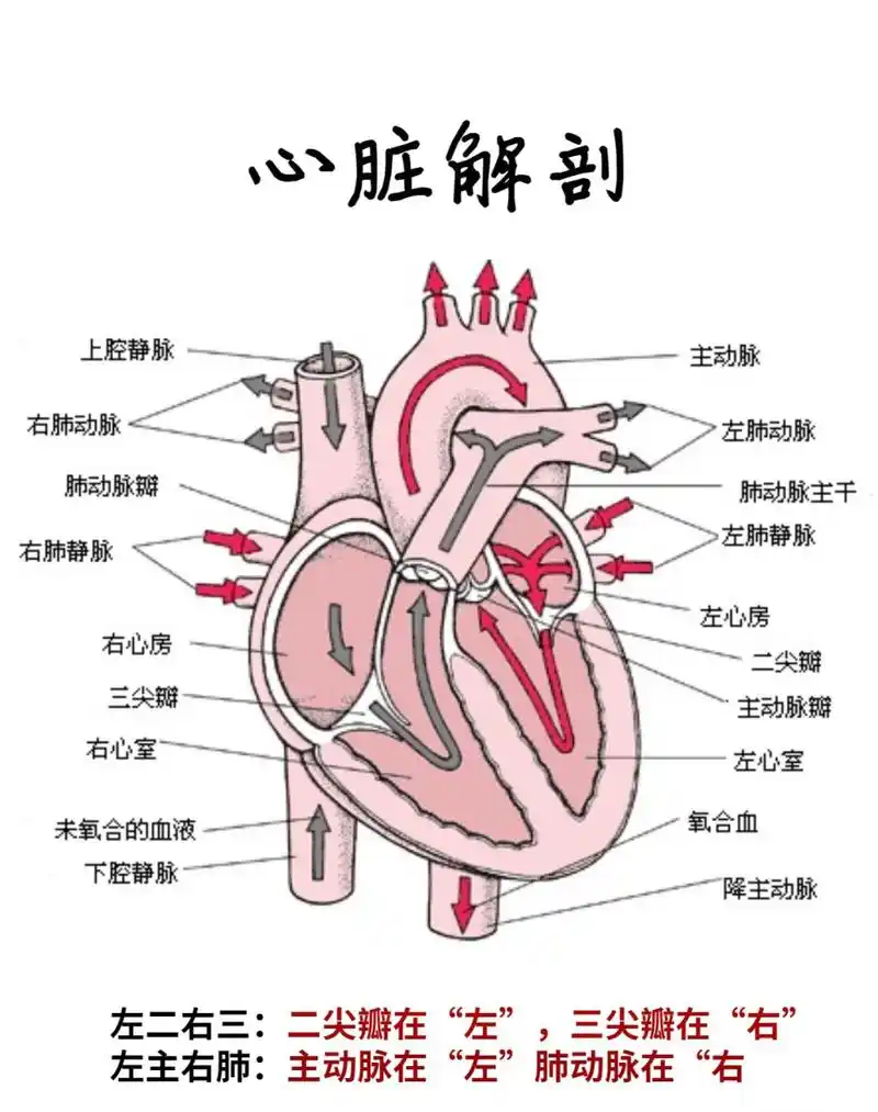 心脏解剖图🫀🫀 🫀心脏解剖图,可以收藏 血液在体内由静脉流入