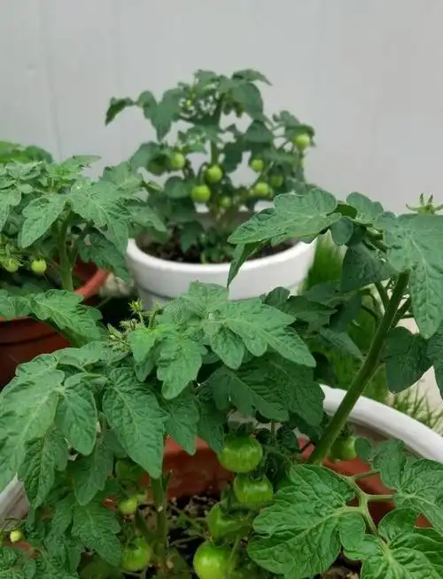 肥料的目的是增加番茄的营养成分,有营养的番茄才能长得好,因为是盆栽