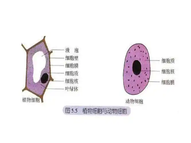第11页 (共16页,当前第11页) 你可能喜欢 细胞的结构和功能 生物细胞